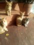 regalo-gatitos-de-tres-meses-small-0