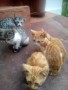 regalo-gatitos-de-tres-meses-small-1