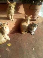 Regalo gatitos de tres meses