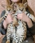 hermosos-gatitos-serval-y-f1-savannah-disponibles-small-0