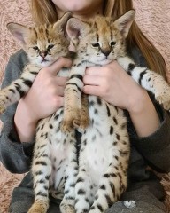 Hermosos gatitos Serval y F1 Savannah disponibles