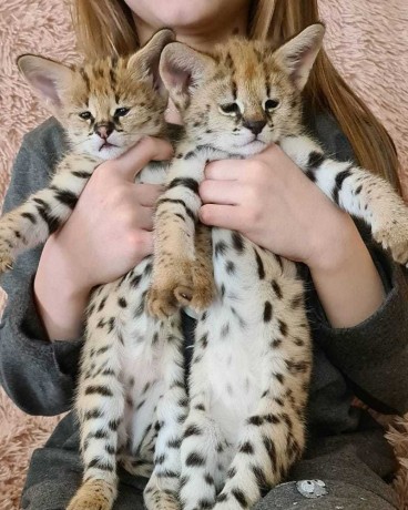 hermosos-gatitos-serval-y-f1-savannah-disponibles-big-0