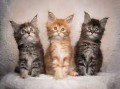 gatitos-maincoon-machos-y-hembras-small-0