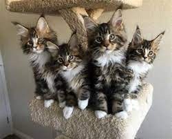 gatitos-maincoon-machos-y-hembras-big-0