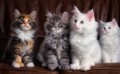 gatitos-maincoon-machos-y-hembras-small-0