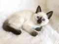 lindos-gatitos-siamese-criados-en-casa-small-0