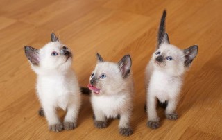 Lindos Gatitos Siamese Criados en Casa