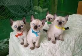 lindos-gatitos-siamese-criados-en-casa-big-0