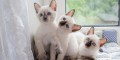 lindos-gatitos-siamese-criados-en-casa-small-0