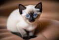 lindos-gatitos-siamese-criados-en-casa-small-0