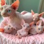 regalo-fantasticos-gatitos-sphynx-small-0