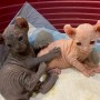 regalo-fantasticos-gatitos-sphynx-small-0