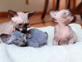 regalo-fantasticos-gatitos-sphynx-small-0