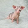 regalo-fantasticos-gatitos-sphynx-small-0