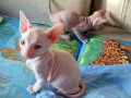 regalo-fantasticos-gatitos-sphynx-small-0