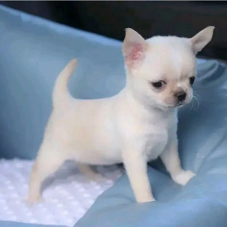 regalo-camada-de-chihuahua-cachorro-para-adopcion-big-0