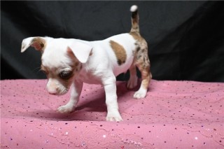 Regalo camada de Chihuahua Cachorro para adopcion