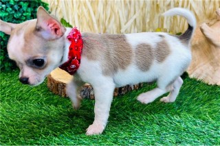 Regalo camada de Chihuahua Cachorro para adopcion