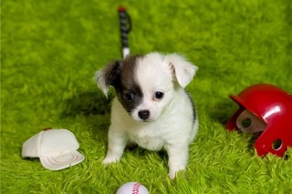 Regalo camada de Chihuahua Cachorro para adopcion