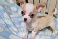 regalo-camada-de-chihuahua-cachorro-para-adopcion-small-0