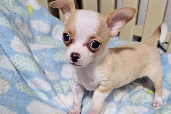 regalo-camada-de-chihuahua-cachorro-para-adopcion-big-0