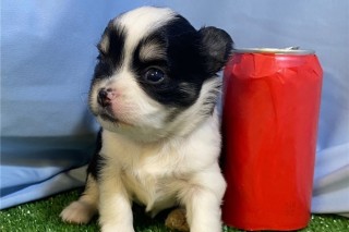 Regalo camada de Chihuahua Cachorro para adopcion