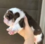 bulldog-ingles-small-0