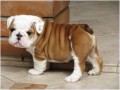 bulldog-ingles-small-0