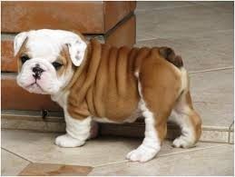 bulldog-ingles-big-0