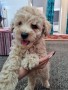 hermosos-de-maltipoo-small-1