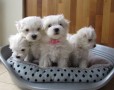 adorables-y-excelentes-de-maltes-small-1