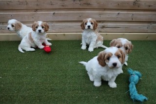 Hermosos  de cavachon