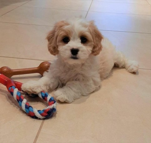 hermosos-de-cavachon-big-2