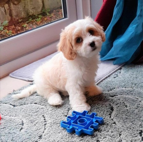 hermosos-de-cavachon-big-1