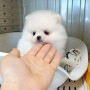 hermosos-perros-pomerania-teacup-disponibles-small-2