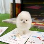 hermosos-perros-pomerania-teacup-disponibles-small-1