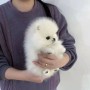 hermosos-perros-pomerania-teacup-disponibles-small-3