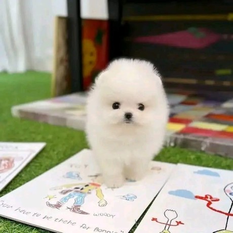 hermosos-perros-pomerania-teacup-disponibles-big-1