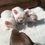 hermosos-perros-chihuahuas-para-adopcion-small-0