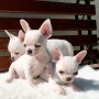 hermosos-perros-chihuahuas-para-adopcion-small-2