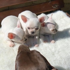 Hermosos perros chihuahuas para adopción