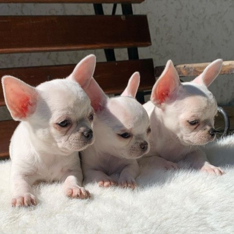 hermosos-perros-chihuahuas-para-adopcion-big-1