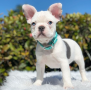 regalo-cachorro-de-bulldog-frances-para-adopcion-small-0