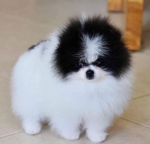 regalo-cachorro-de-pomerania-mini-en-adopcion-big-0