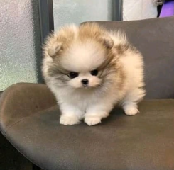 REGALO CACHORRO DE POMERANIA MINI en adopcion