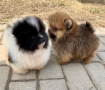 regalo-cachorro-de-pomerania-mini-en-adopcion-small-0