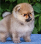 regalo-cachorro-de-pomerania-mini-en-adopcion-small-0