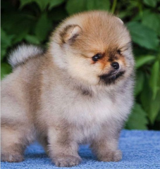 REGALO CACHORRO DE POMERANIA MINI en adopcion