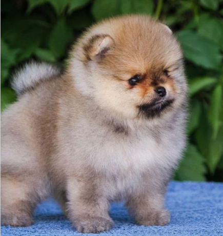 regalo-cachorro-de-pomerania-mini-en-adopcion-big-0