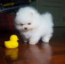 regalo-cachorro-de-pomerania-mini-en-adopcion-small-0